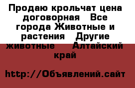 Продаю крольчат цена договорная - Все города Животные и растения » Другие животные   . Алтайский край